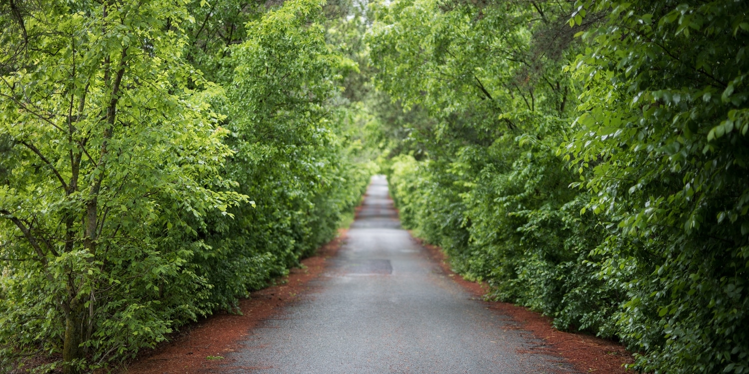 strada dritta tra gli alberi