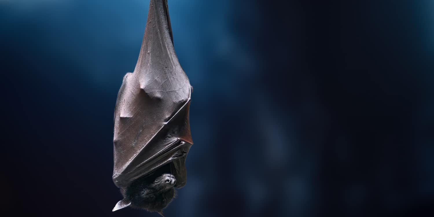 pipistrello volpe volante a testa in giù