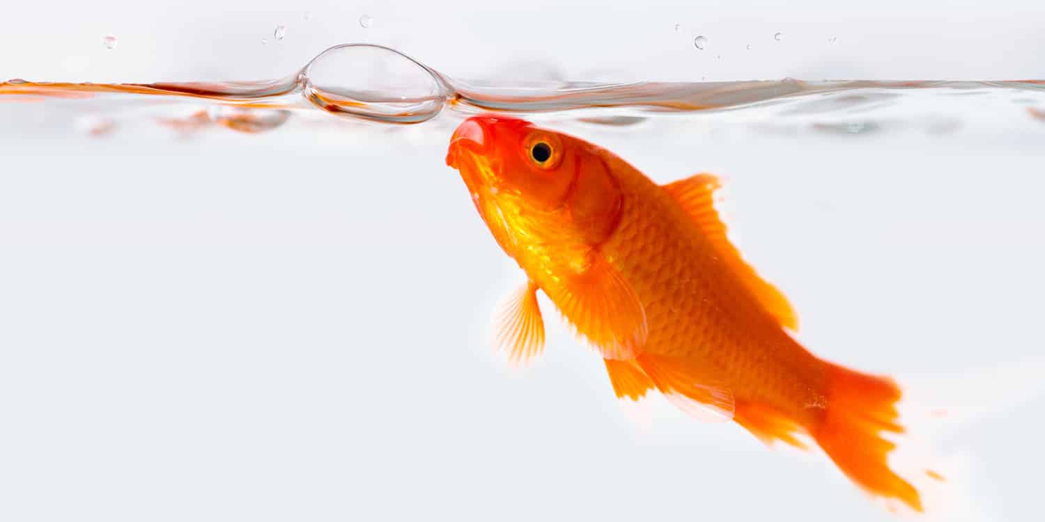 pesce rosso phishing bolla d'aria